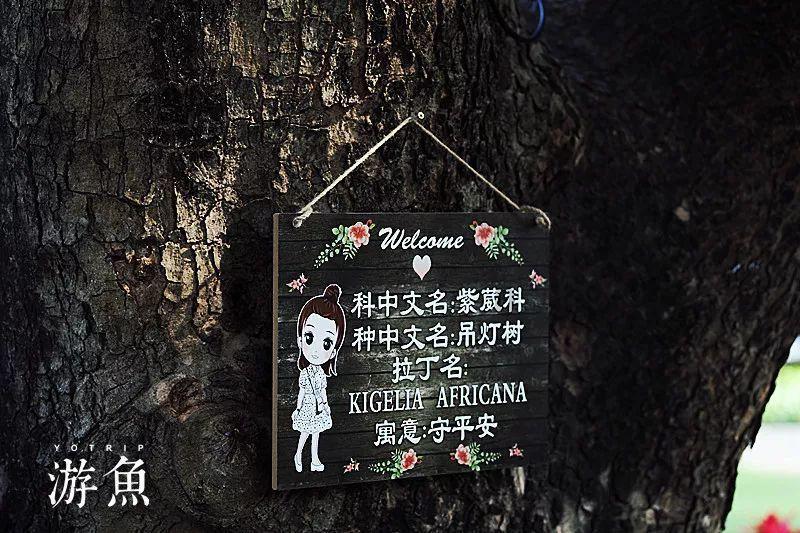 「解答疑问,请问这种植物名字叫什么啊?为您助力」